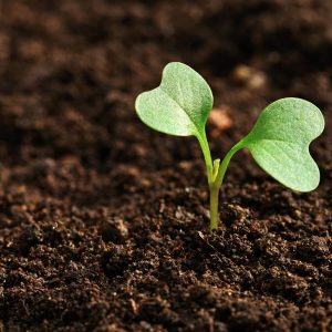 Healthy Soil