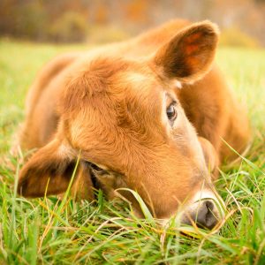 Real Earth Healthy Animals